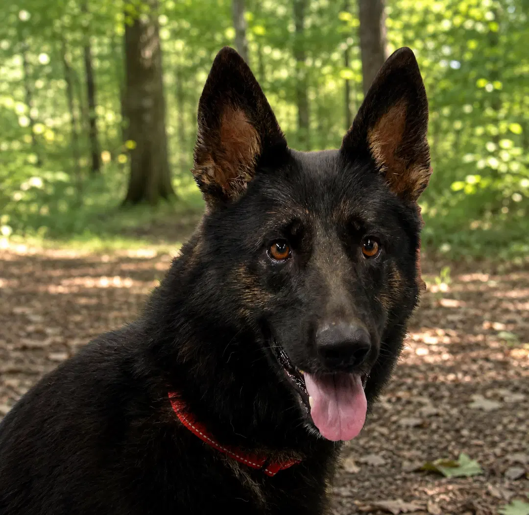 Berkeley - German Shepherd Dog