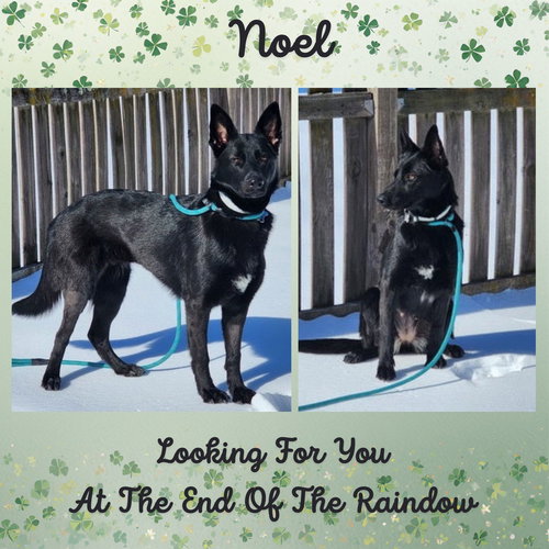 Noel