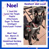 Noel