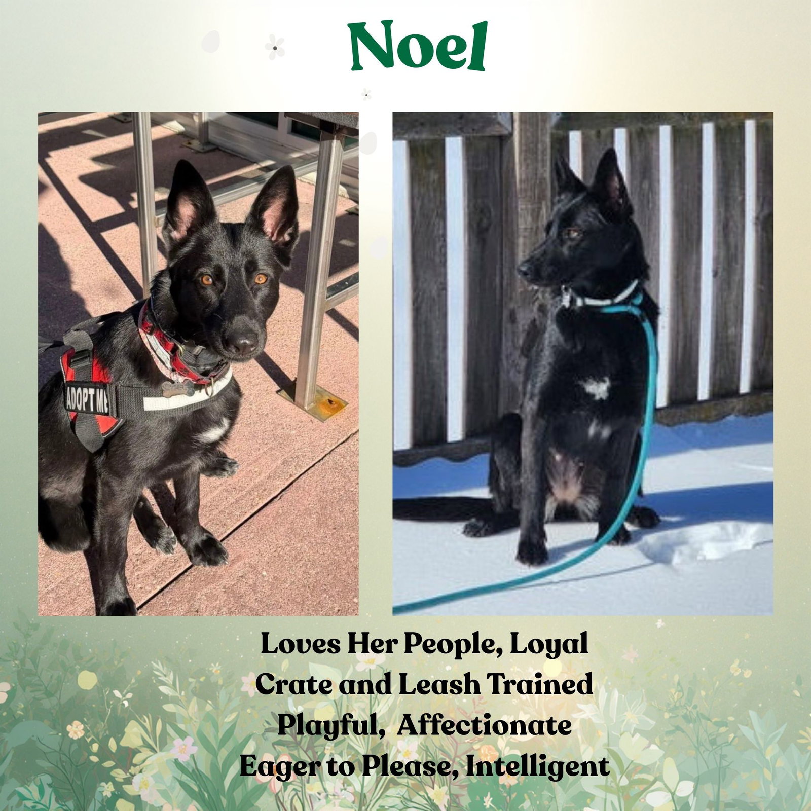 Noel