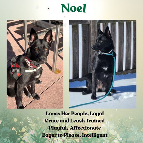 picture of the dog needing adoption