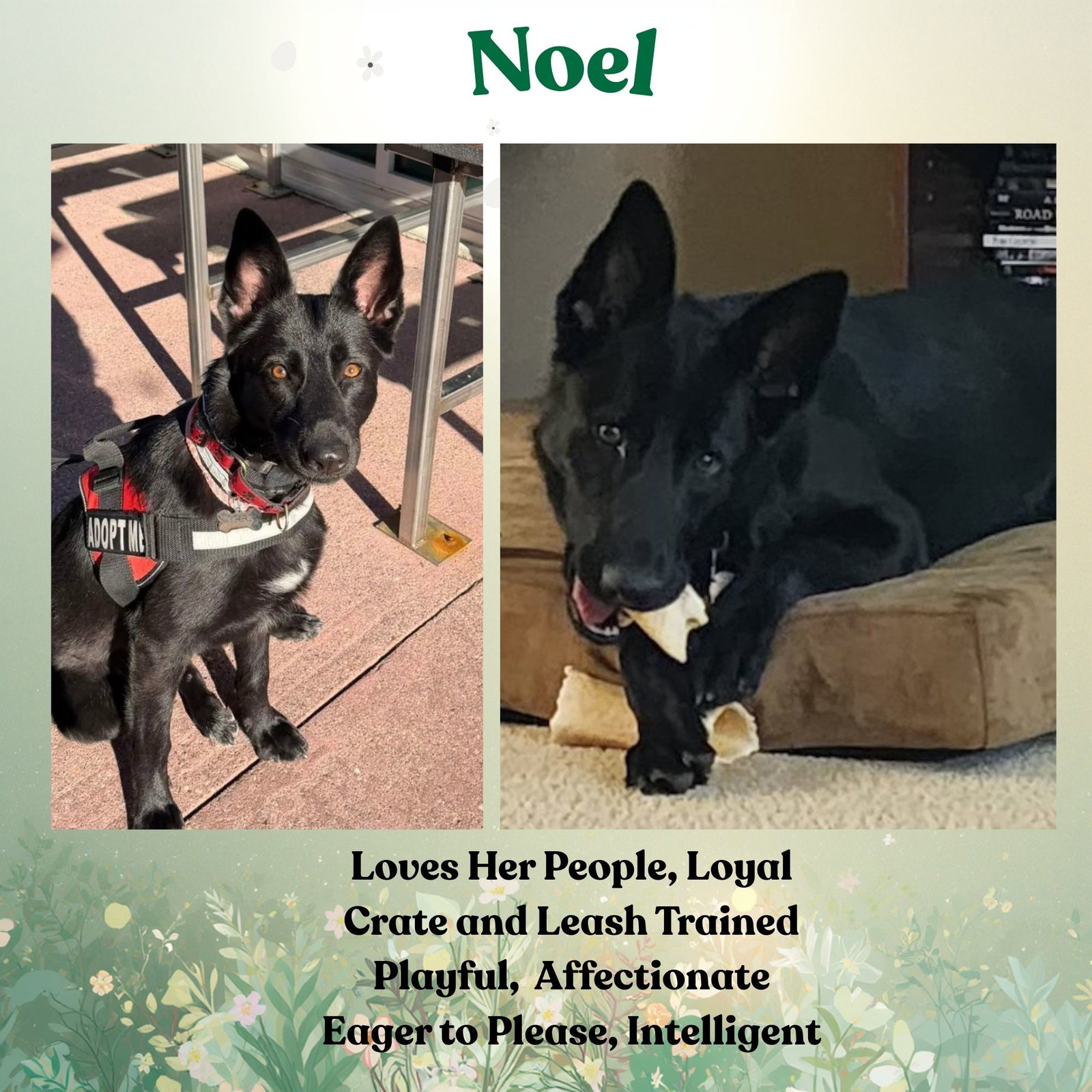 Noel Image
