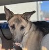 Jango