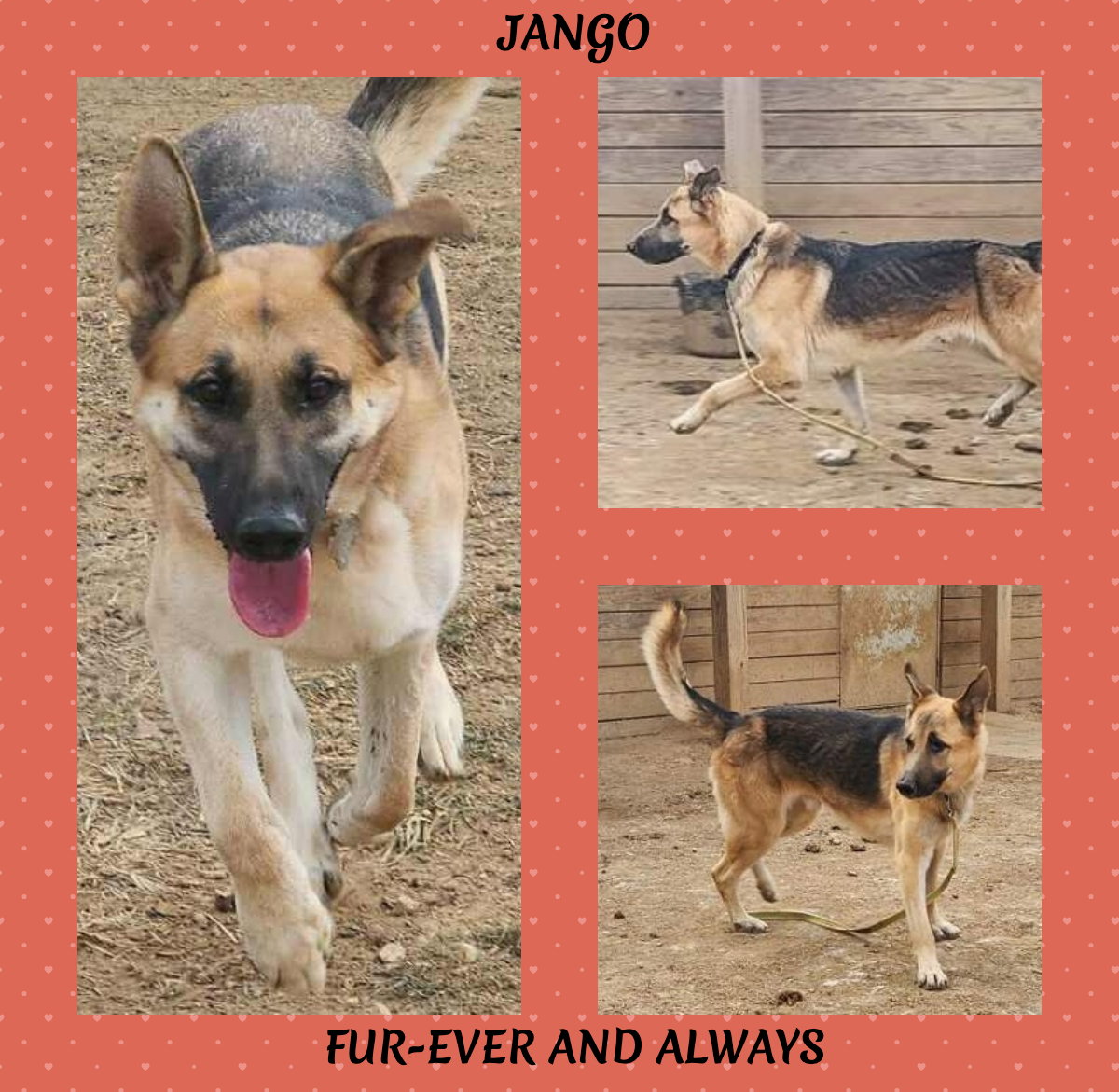 Jango Image