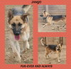 Jango