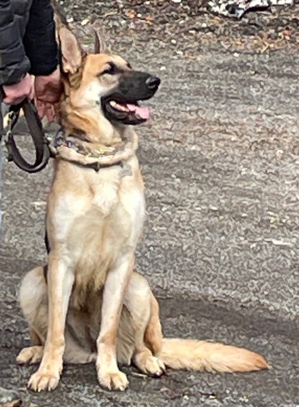 Jango