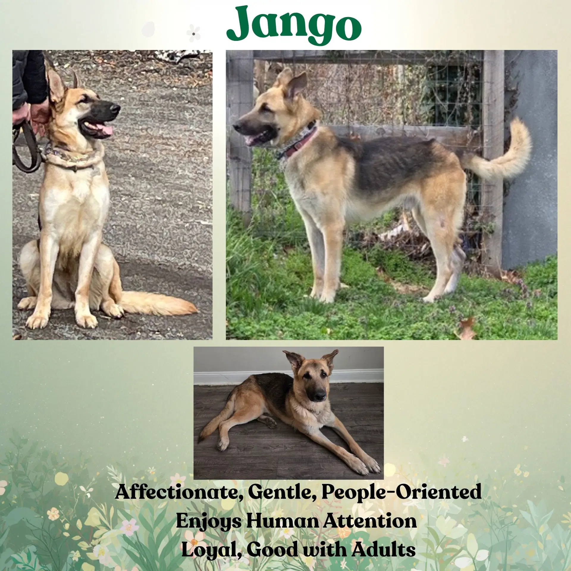 Jango image 2