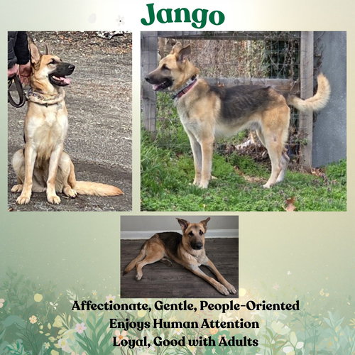 Jango, an adoptable German Shepherd Dog in Baltimore, MD