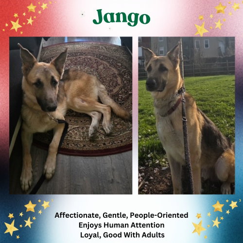 Jango, an adoptable German Shepherd Dog in Baltimore, MD