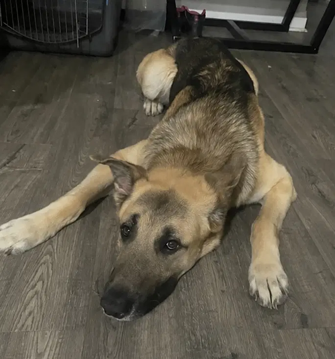 Jango image 4