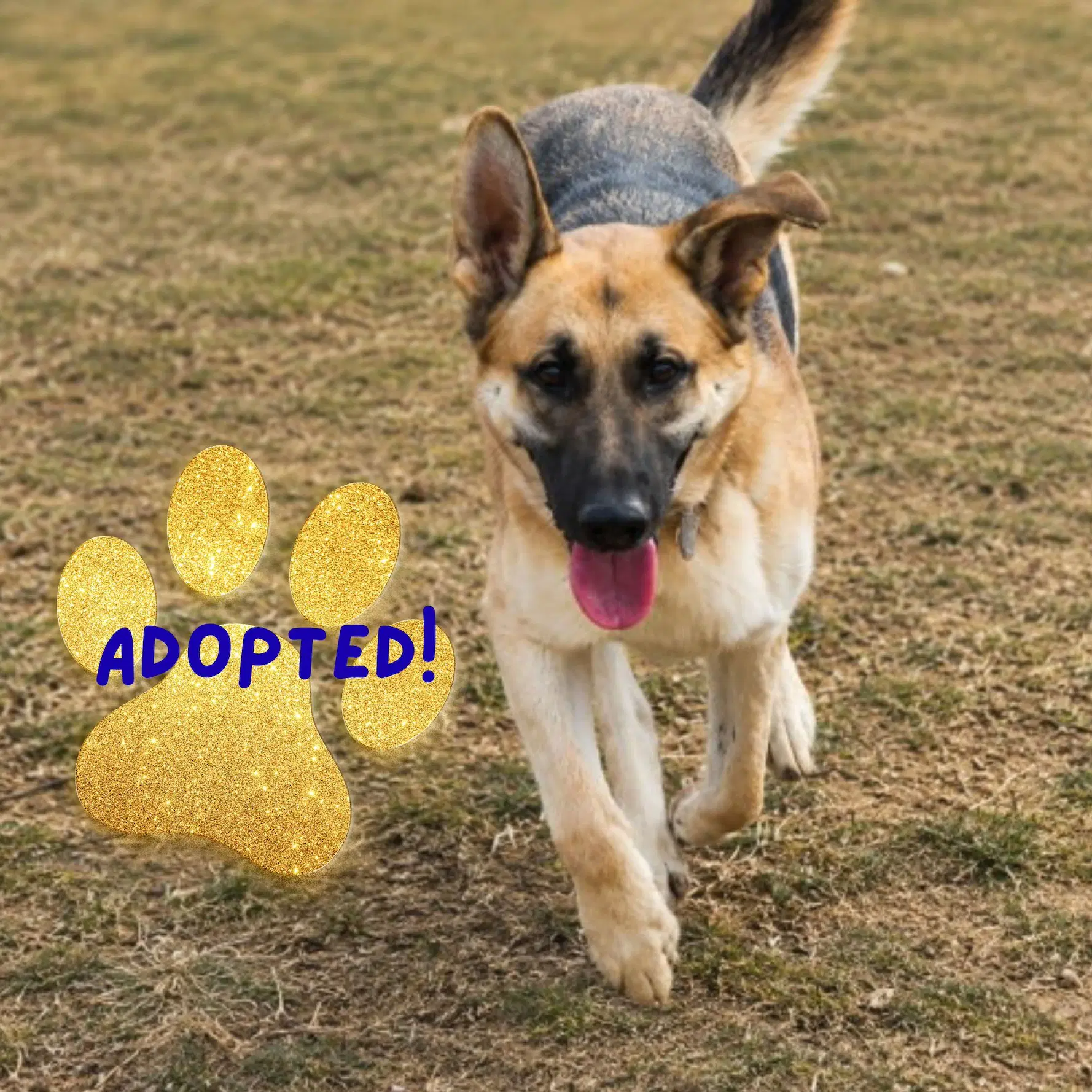 Jango - German Shepherd Dog