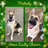 Melody