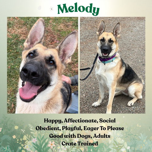 Melody, an adoptable German Shepherd Dog in Baltimore, MD
