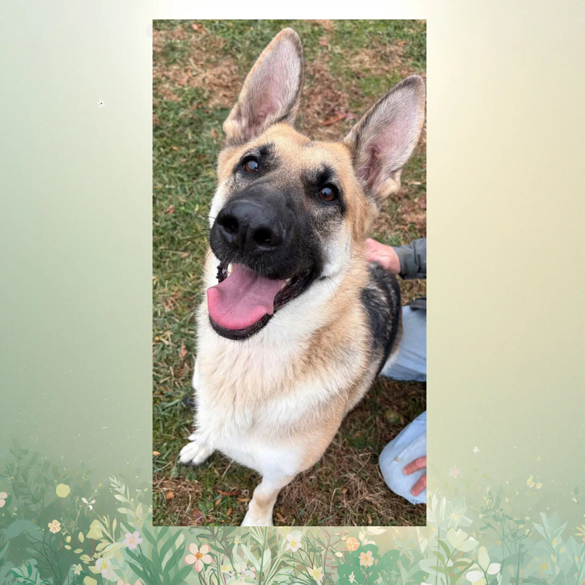 Melody - German Shepherd Dog