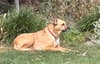 Roxy