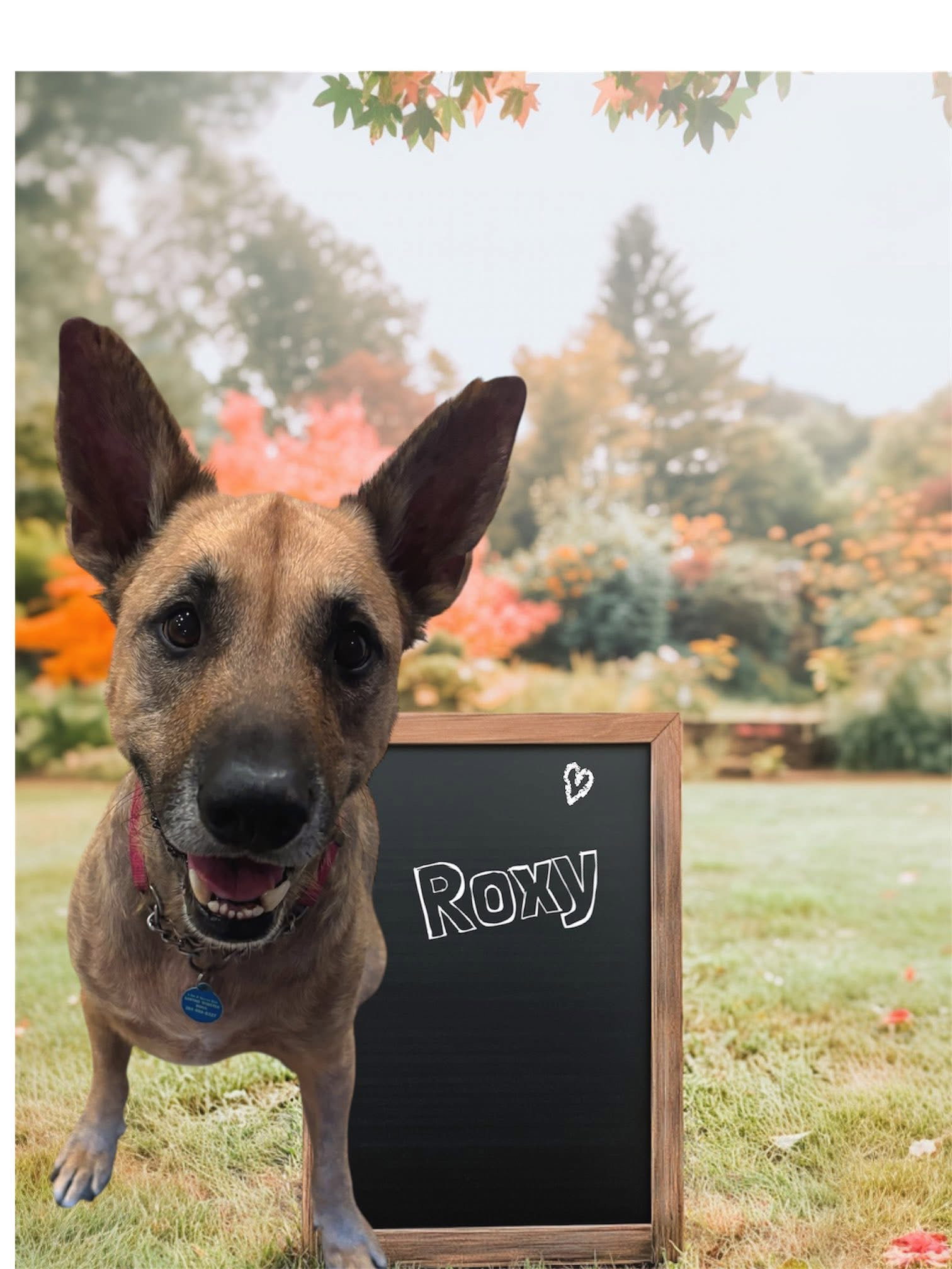 Roxy Image