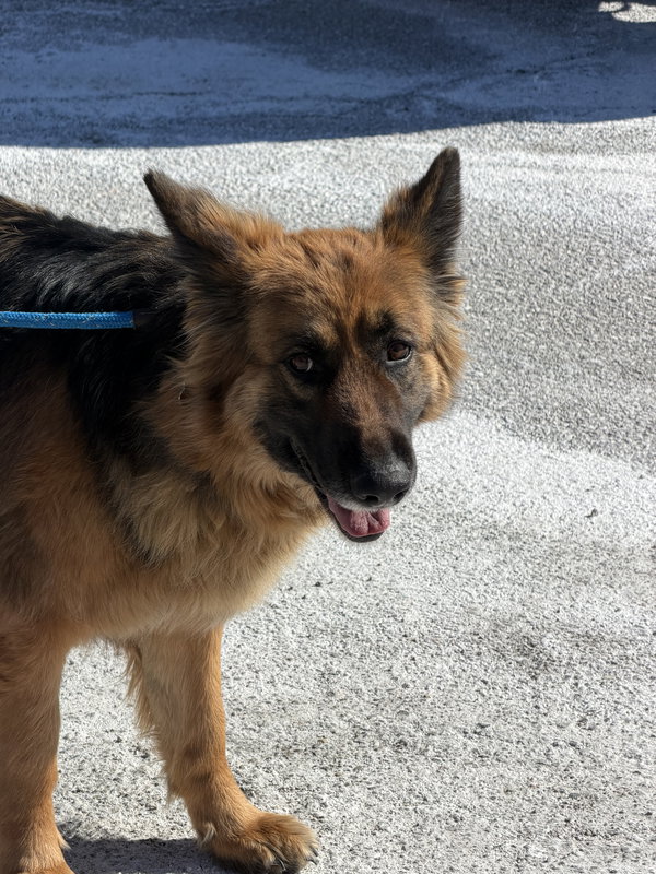Nala