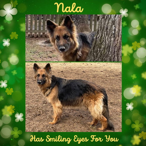 Nala