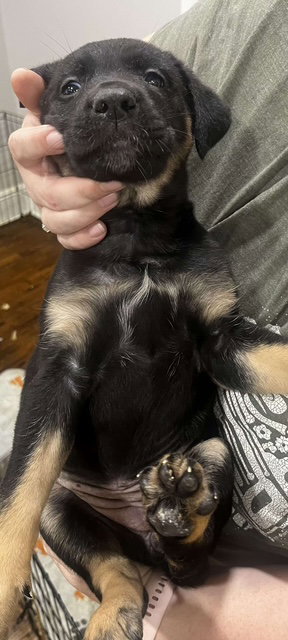 Lola