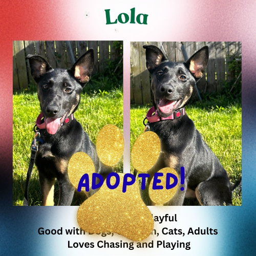 Lola, an adoptable German Shepherd Dog in Baltimore, MD
