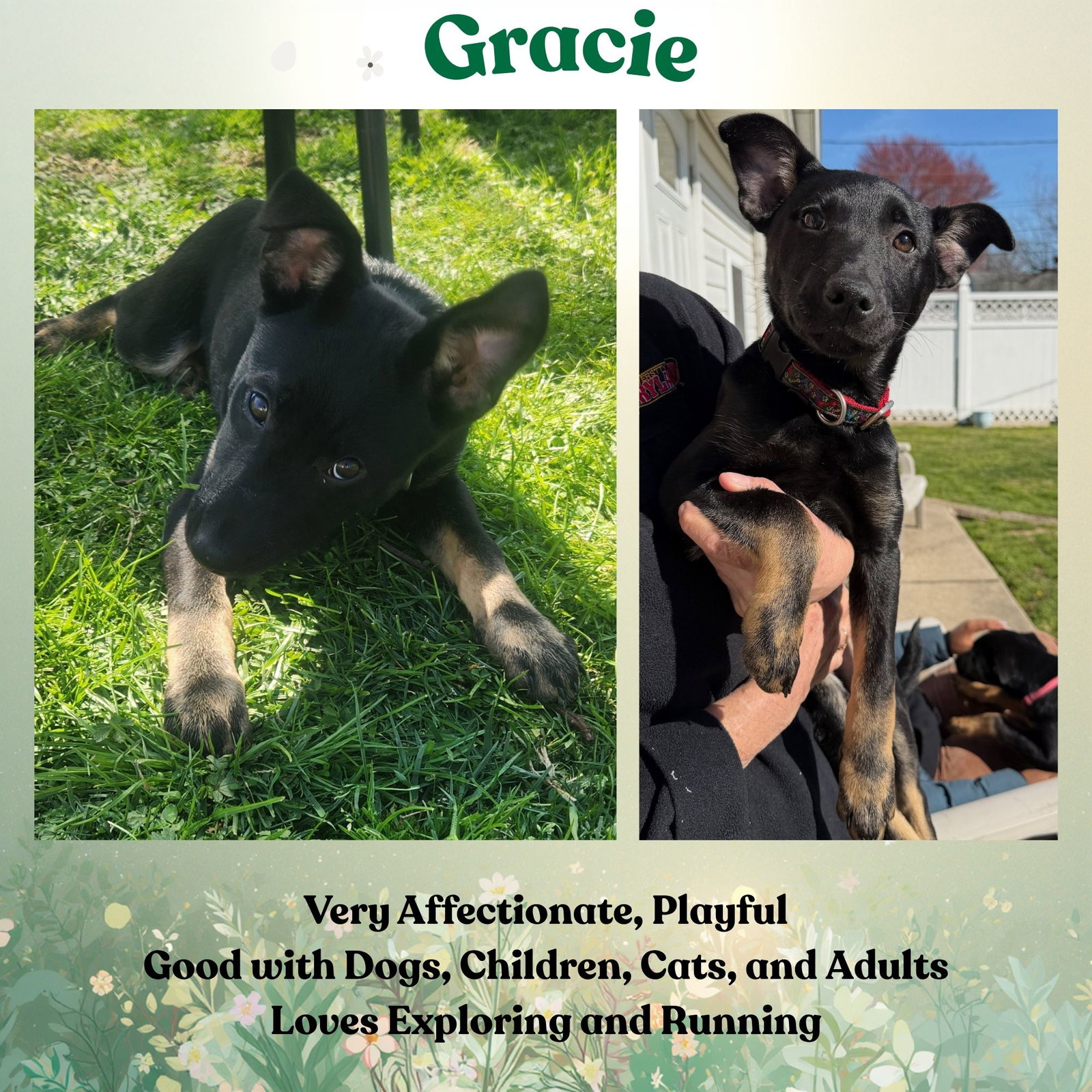 Gracie