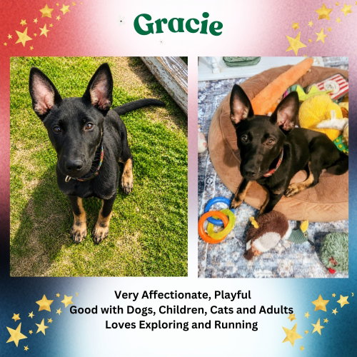 Gracie, an adoptable German Shepherd Dog in Baltimore, MD