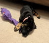 Blossom - Photo 11