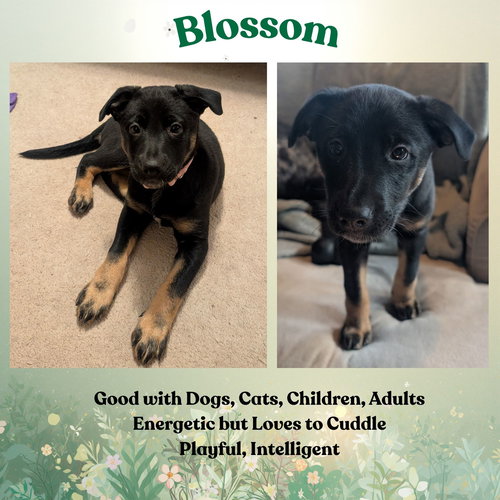 Blossom