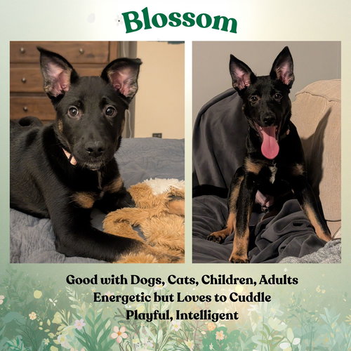picture of the dog needing adoption