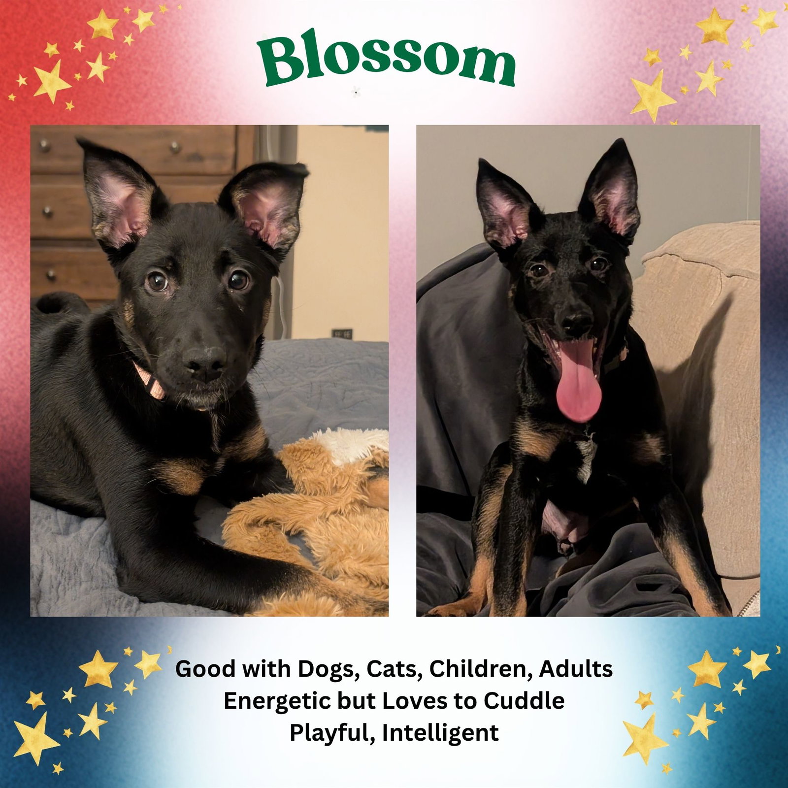 Blossom Image