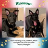 Blossom - Photo 1