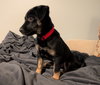 Rosie