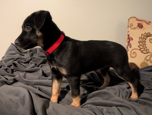 Rosie