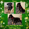 Rosie