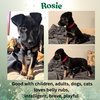 Rosie