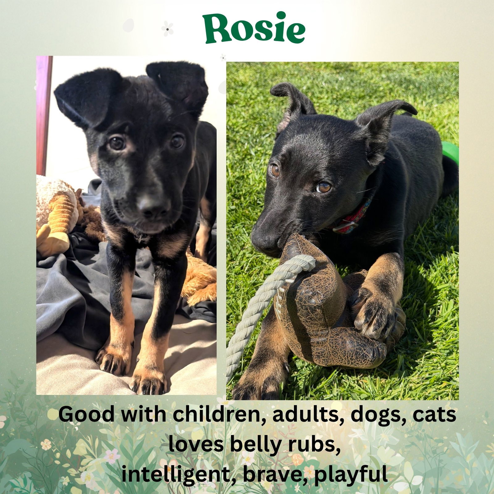 Rosie