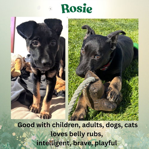Rosie, an adoptable German Shepherd Dog in Baltimore, MD