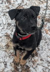 Rosie