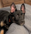 Rosie