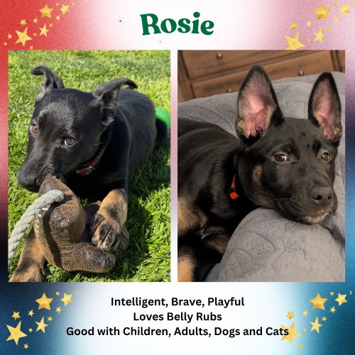 Rosie, an adoptable German Shepherd Dog in Baltimore, MD