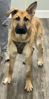 Yogi