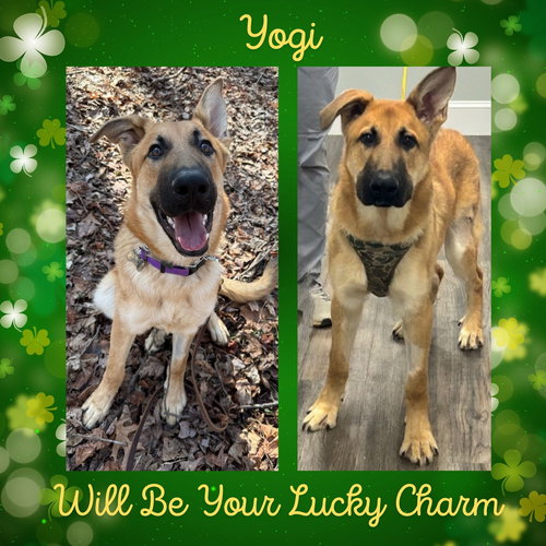 Yogi