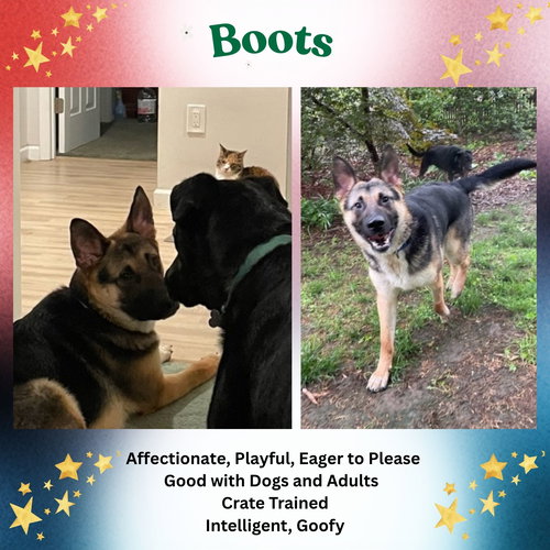 Boots, an adoptable German Shepherd Dog in Baltimore, MD
