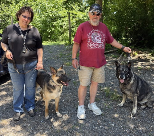 Boots, an adoptable German Shepherd Dog in Baltimore, MD