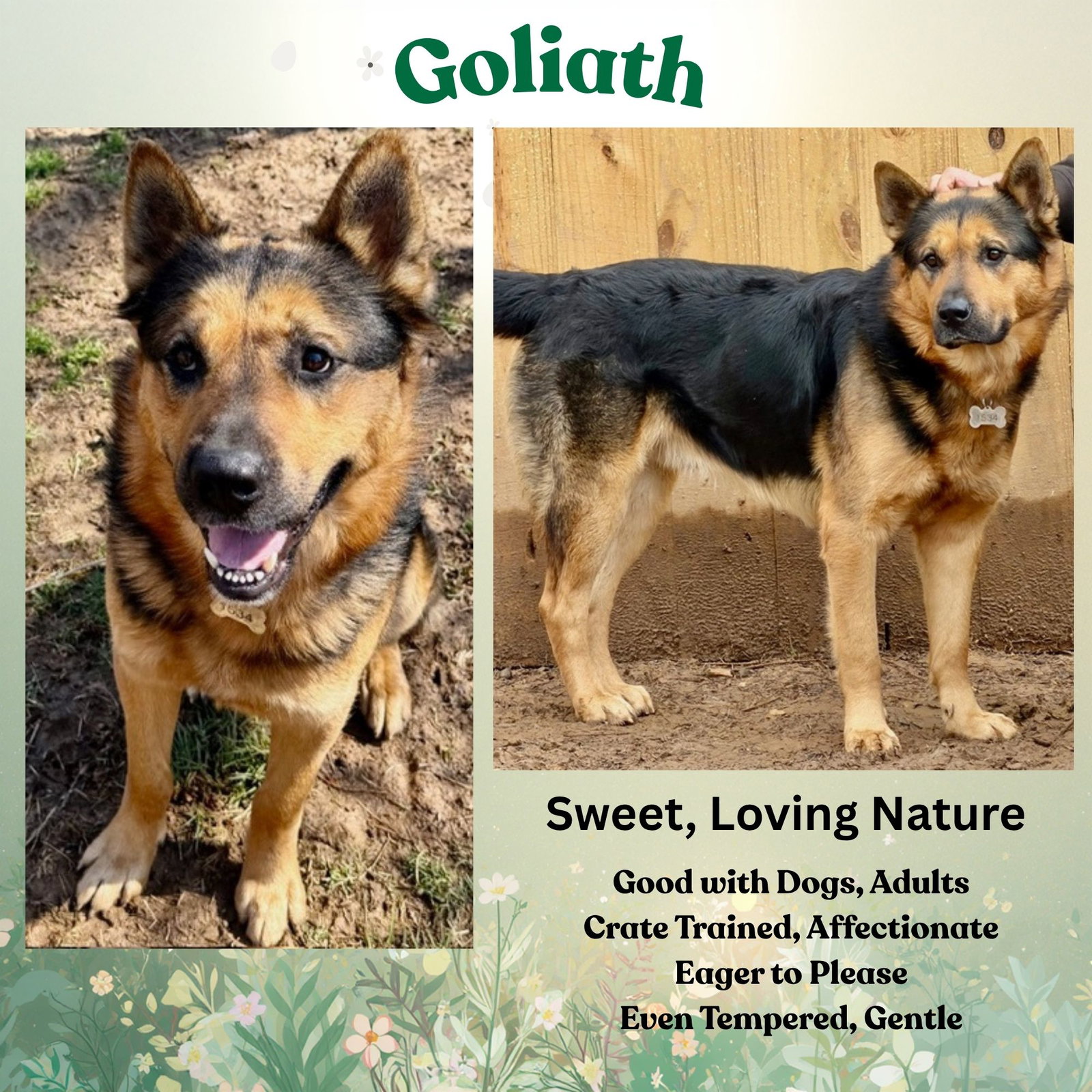 Goliath
