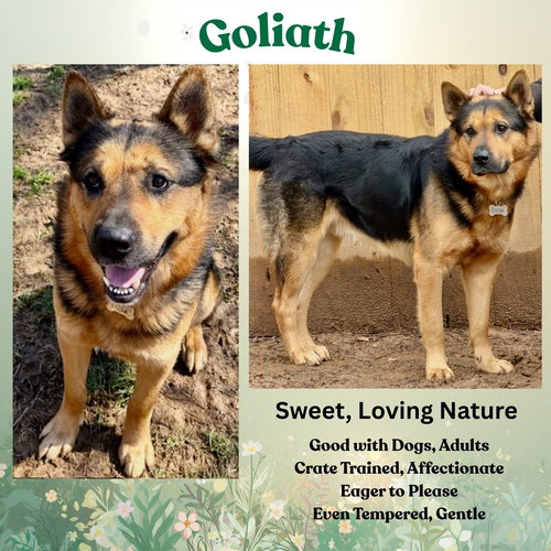 Goliath
