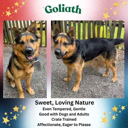 Goliath, an adoptable German Shepherd Dog in Baltimore, MD
