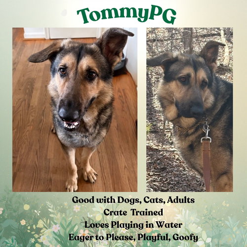 TommyPG, an adoptable German Shepherd Dog in Baltimore, MD