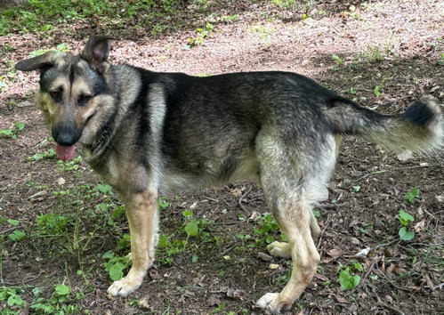 TOMMYPG - German Shepherd Dog available for adoption