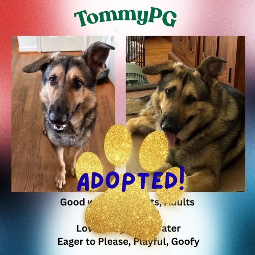 TommyPG, an adoptable German Shepherd Dog in Baltimore, MD